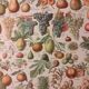 Lithographie sur les fruits de 1928