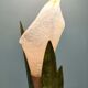 "Arum" table lamp 80's