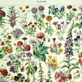 Botanical engraving 1928 A. Millot - Flower and plant 1