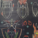 Displays the cuttlefish by Dr Auzoux