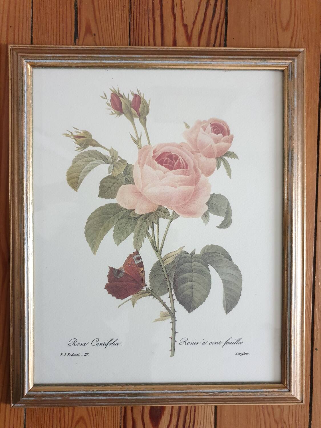 Redouté rose botanical plate framed