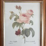 Redouté rose botanical plate framed