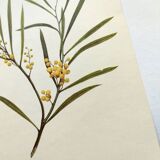 Acacia Illustration - Vintage Nature Plate - Botanical Tree from the 60s