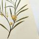Acacia Illustration - Vintage Nature Plate - Botanical Tree from the 60s