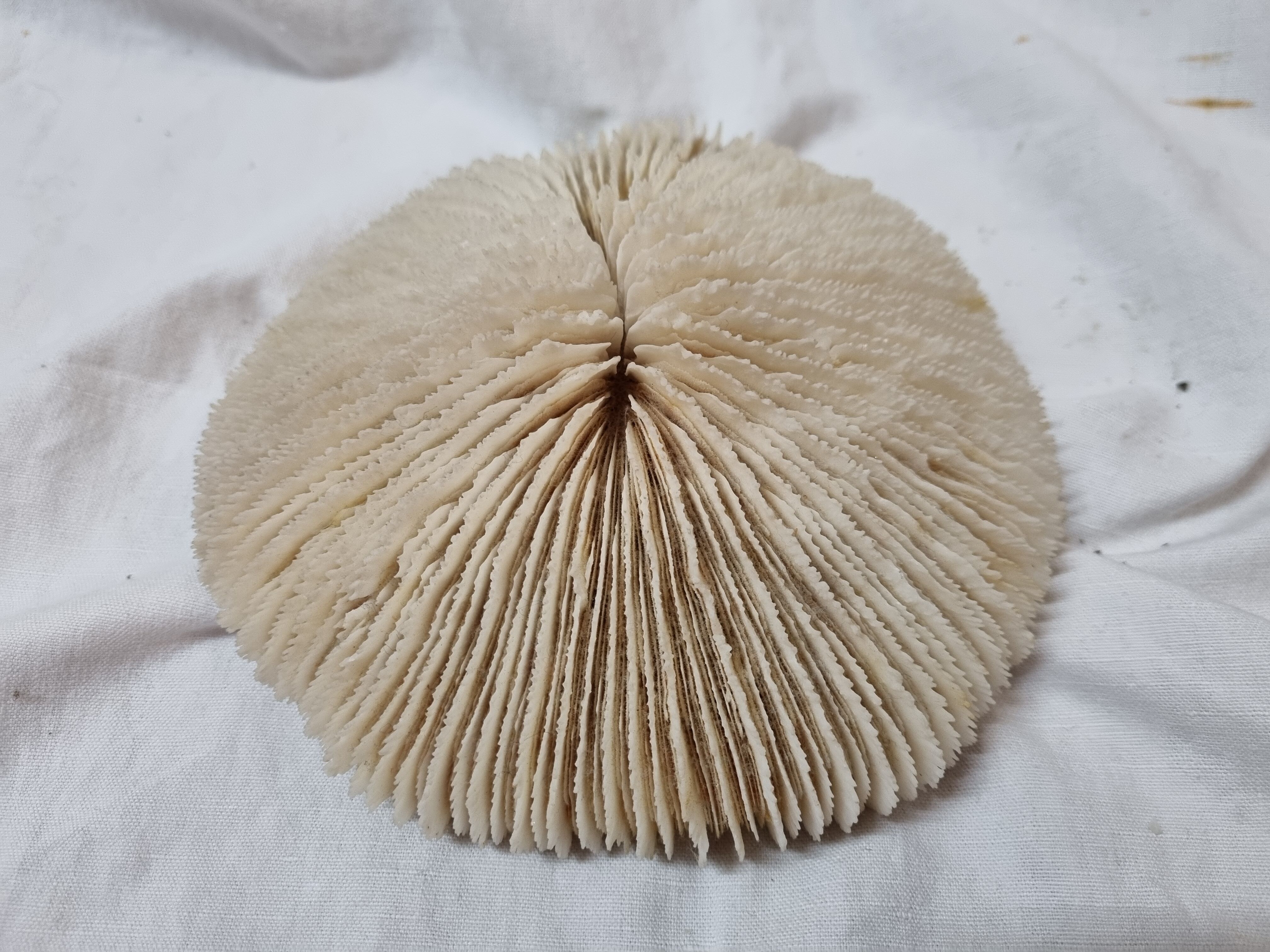 Coral Funga, mushroom, Indian Ocean