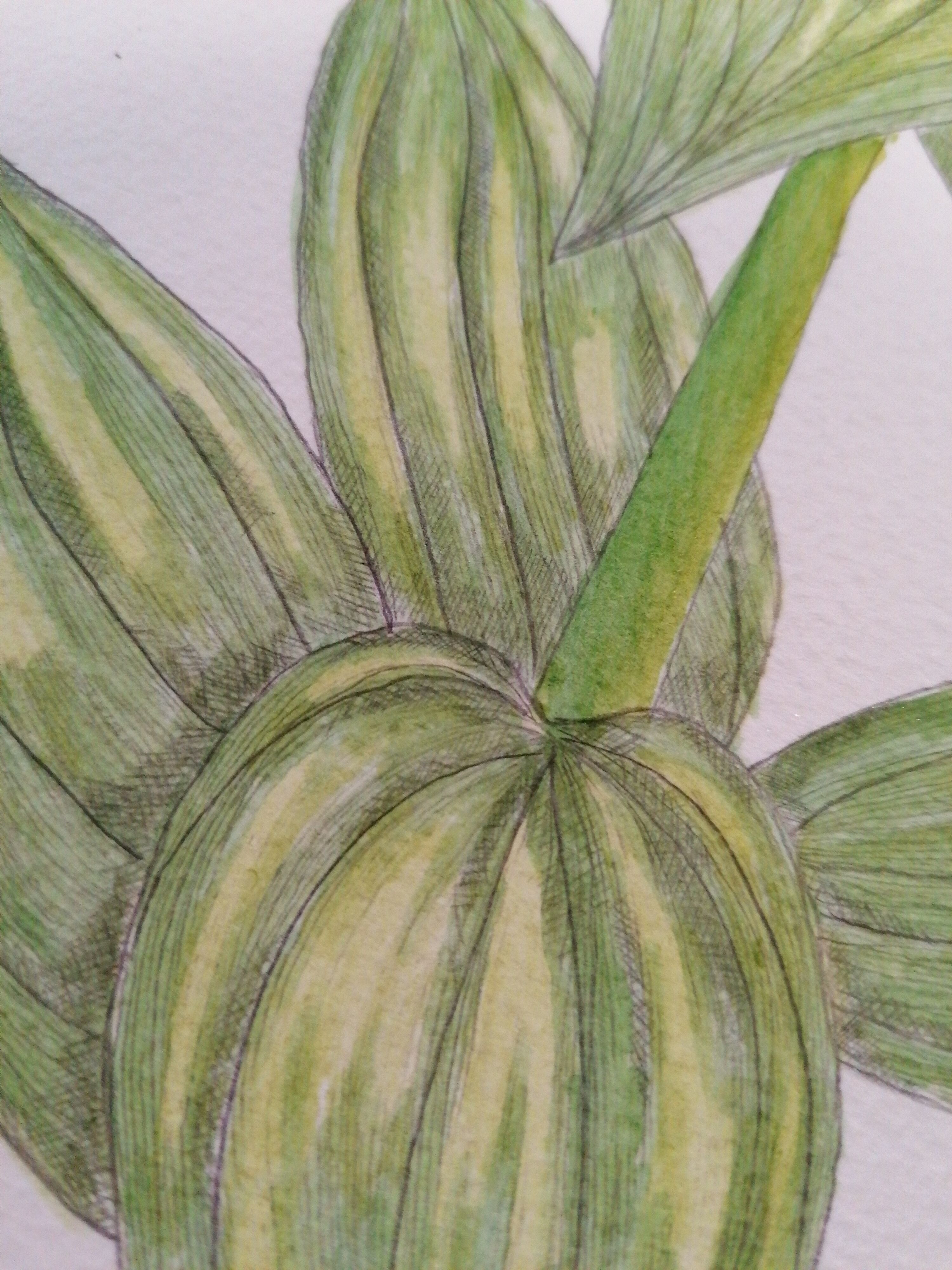 Original botanical illustration. Great gentian