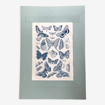 Planche lithographique vintage originale papillons