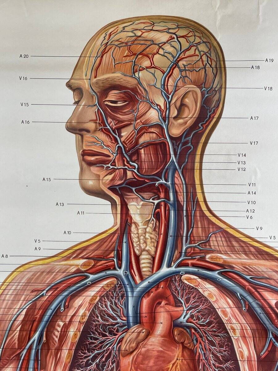 Vintage educational poster of the circulatory system from the Deutsches Hygiene Museum Dresden GDR (East Germany), 1976.