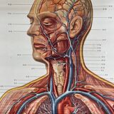 Vintage educational poster of the circulatory system from the Deutsches Hygiene Museum Dresden GDR (East Germany), 1976.