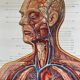 Vintage educational poster of the circulatory system from the Deutsches Hygiene Museum Dresden GDR (East Germany), 1976.