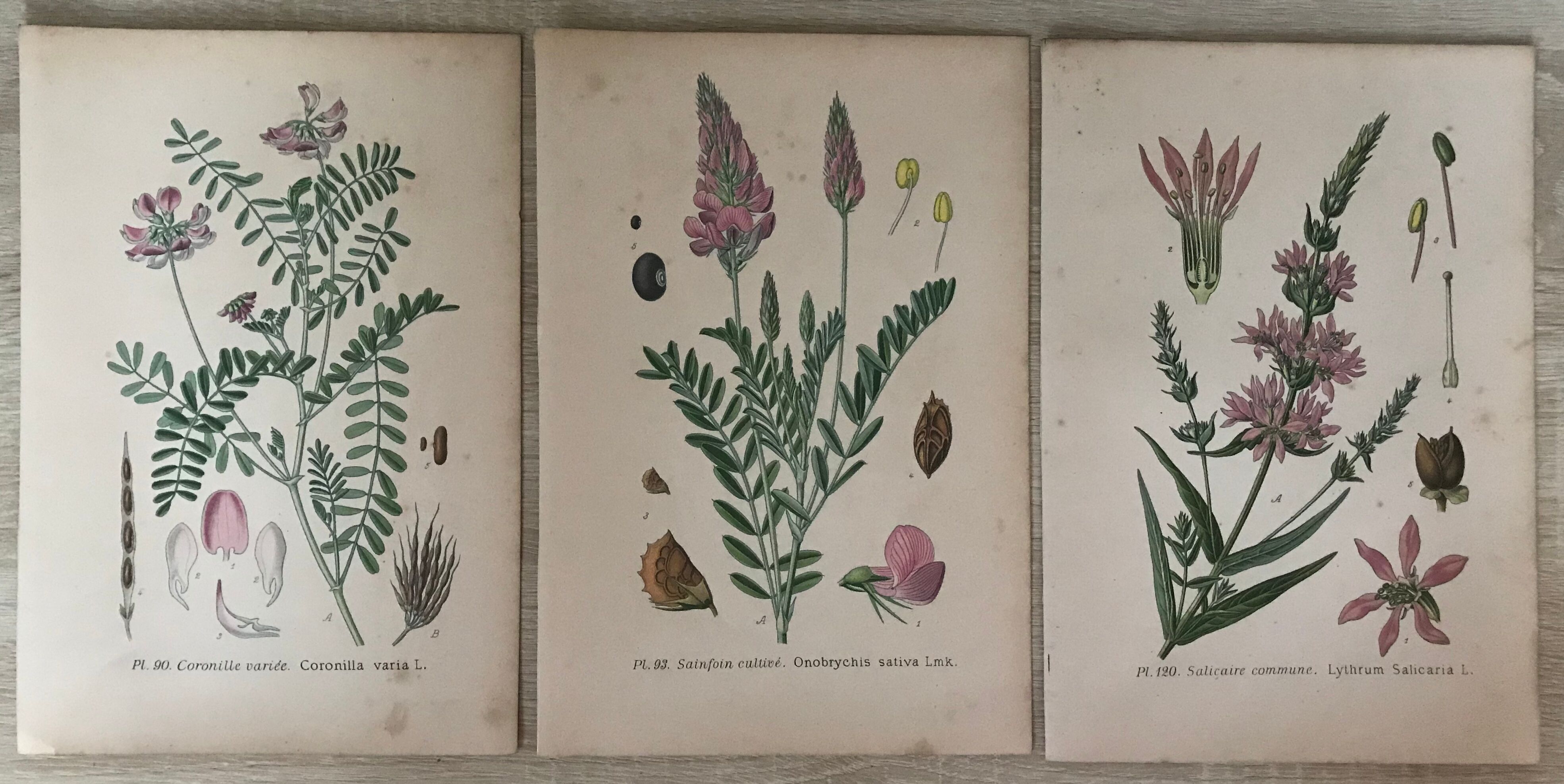 Planches botaniques de fleurs roses 1891