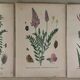 Planches botaniques de fleurs roses 1891