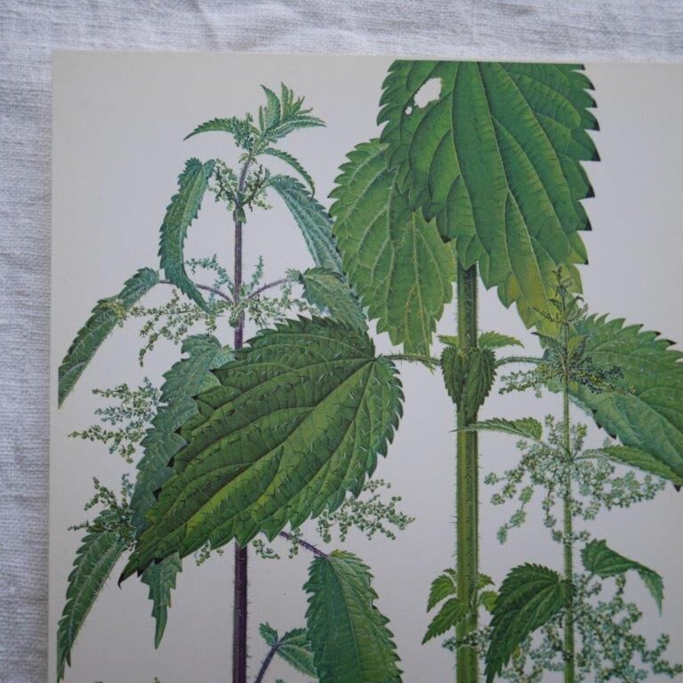 Set of 2 botanical boards Geigy