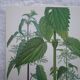 Set of 2 botanical boards Geigy