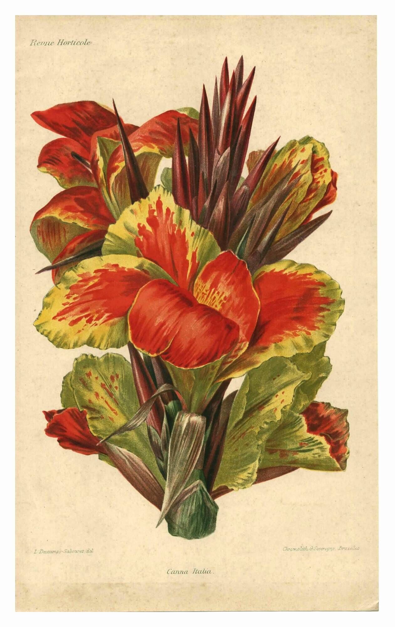 Botanical engraving from 1896 by Descamps-Sabouret • Canna Italia • Old lithograph