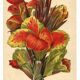 Botanical engraving from 1896 by Descamps-Sabouret • Canna Italia • Old lithograph