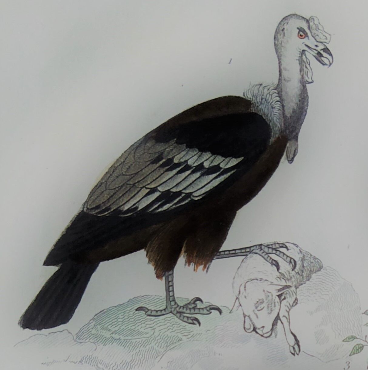 Original ornithological plate "Condor - Buzzard - Kite - &c..." Buffon 1836