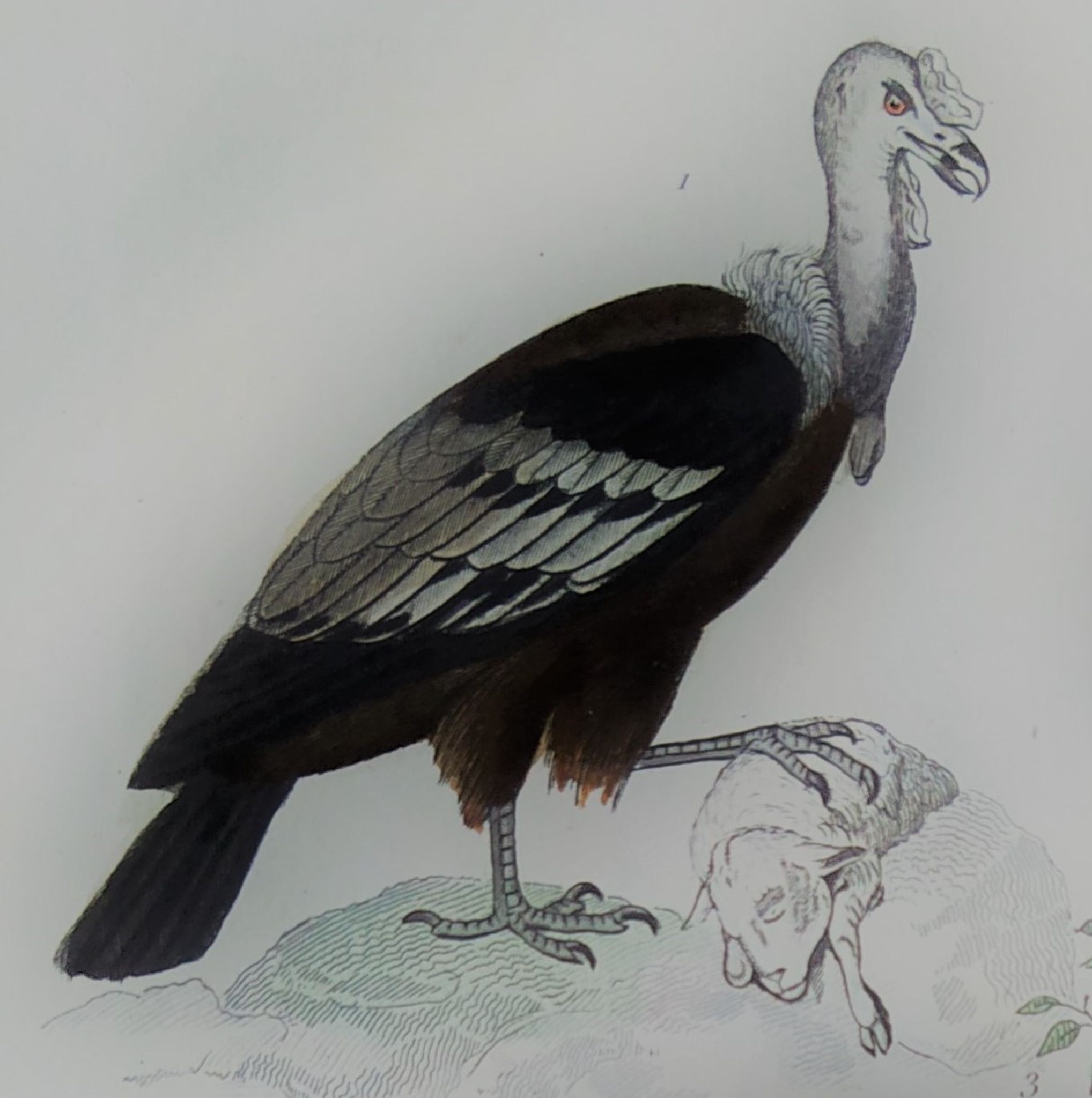 Original ornithological plate "Condor - Buzzard - Kite - &c..." Buffon 1836