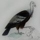 Original ornithological plate "Condor - Buzzard - Kite - &c..." Buffon 1836