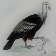 Original ornithological plate "Condor - Buzzard - Kite - &c..." Buffon 1836