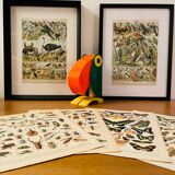 Lithograph on useful animals from 1911