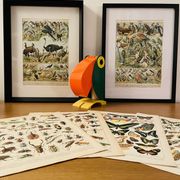 Lithographie sur les animaux utiles de 1911