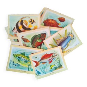Set of 9 zoological posters, fish, 1960s