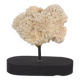 Corail blanc
