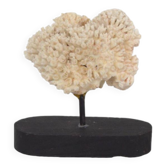 Corail blanc