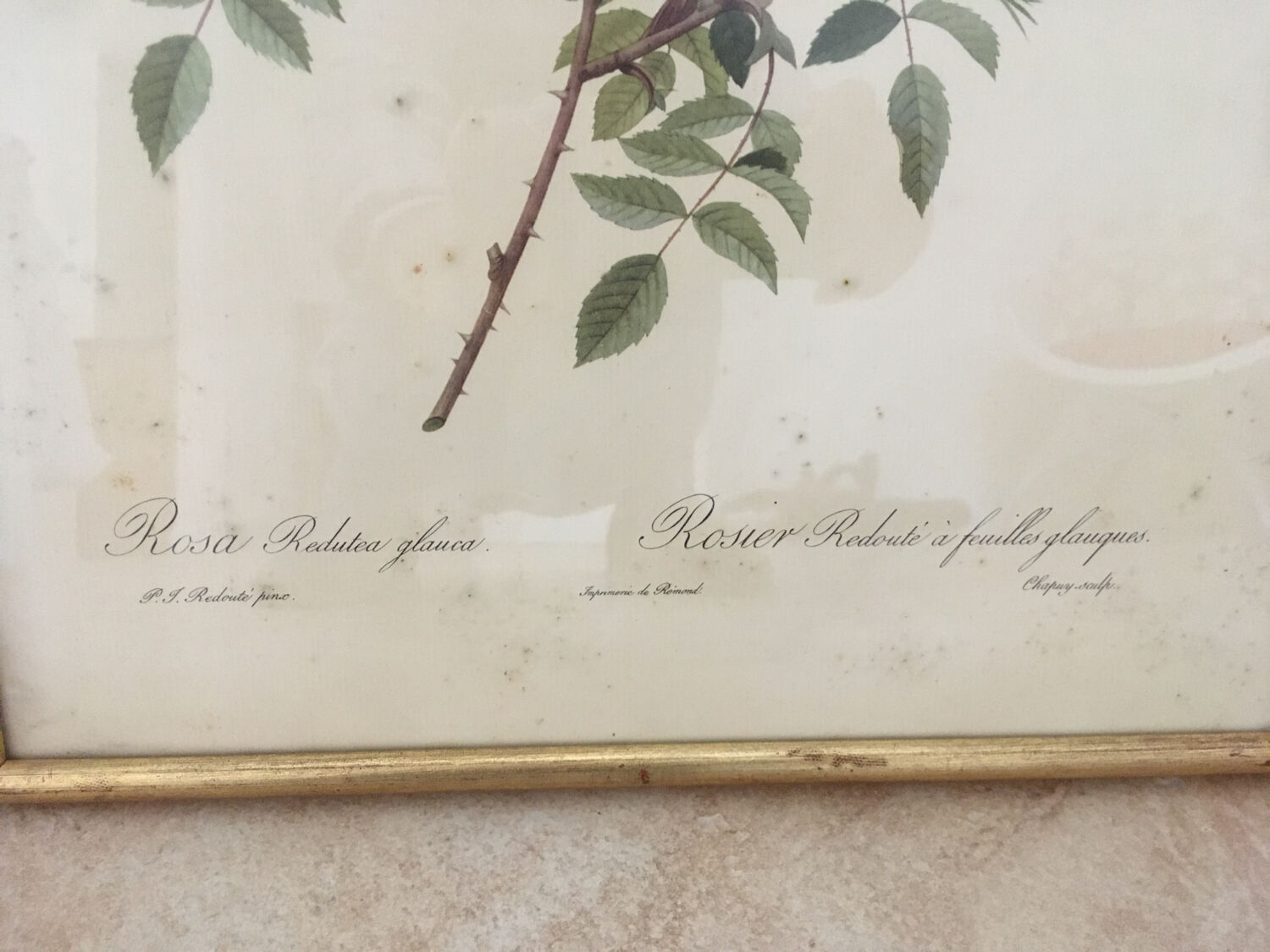 Naturalistic drawing Old Rose .