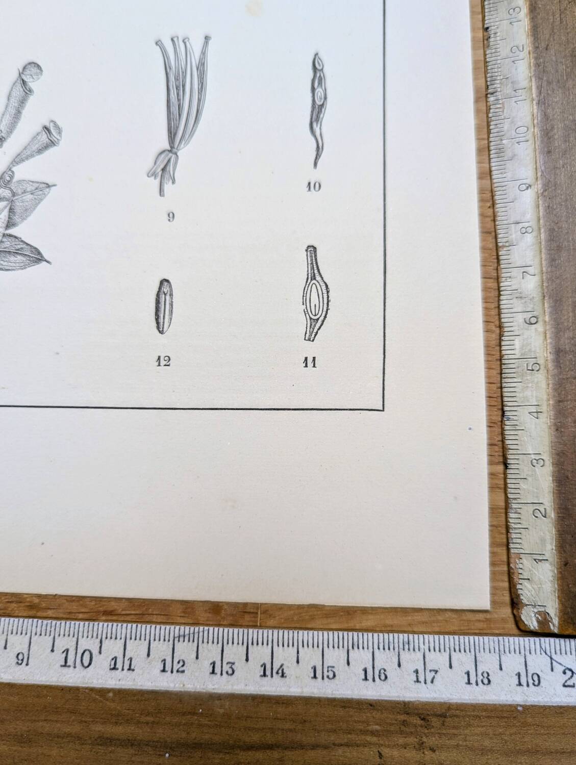 Printed in 1889, the Nepenthes (carnivorous plants).