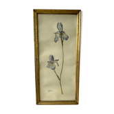 Botanical engraving