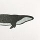 Illustration whale