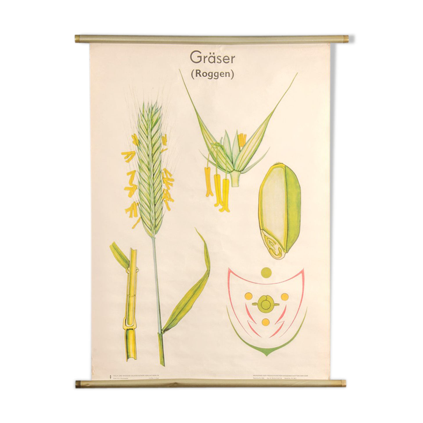 Affiche botanique Volk Und Wissen Volkseigener Verlag