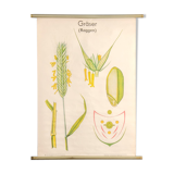 Affiche botanique Volk Und Wissen Volkseigener Verlag