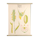 Affiche botanique Volk Und Wissen Volkseigener Verlag
