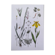 Plant poster based on an 1881 engraving "iris"