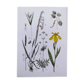 Affiche sur les plantes d'après une gravure de 1881 "iris"