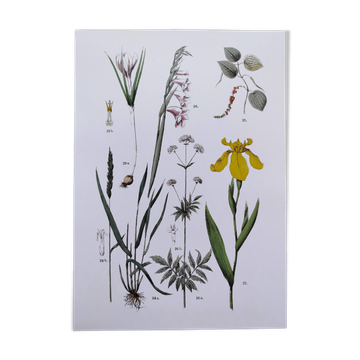 Affiche sur les plantes d'après une gravure de 1881 "iris"