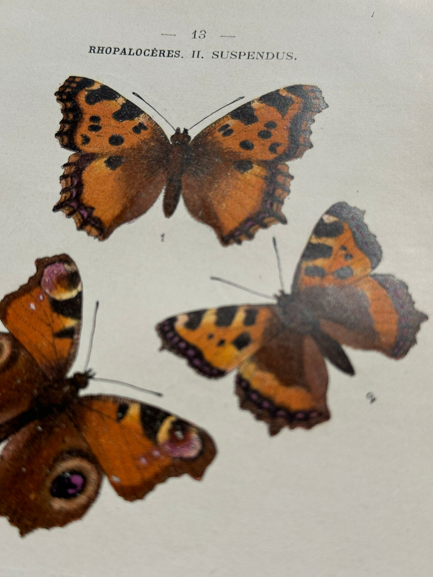 Botanical engraving double-sided butterflies naturalist plate etching
