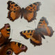 Botanical engraving double-sided butterflies naturalist plate etching