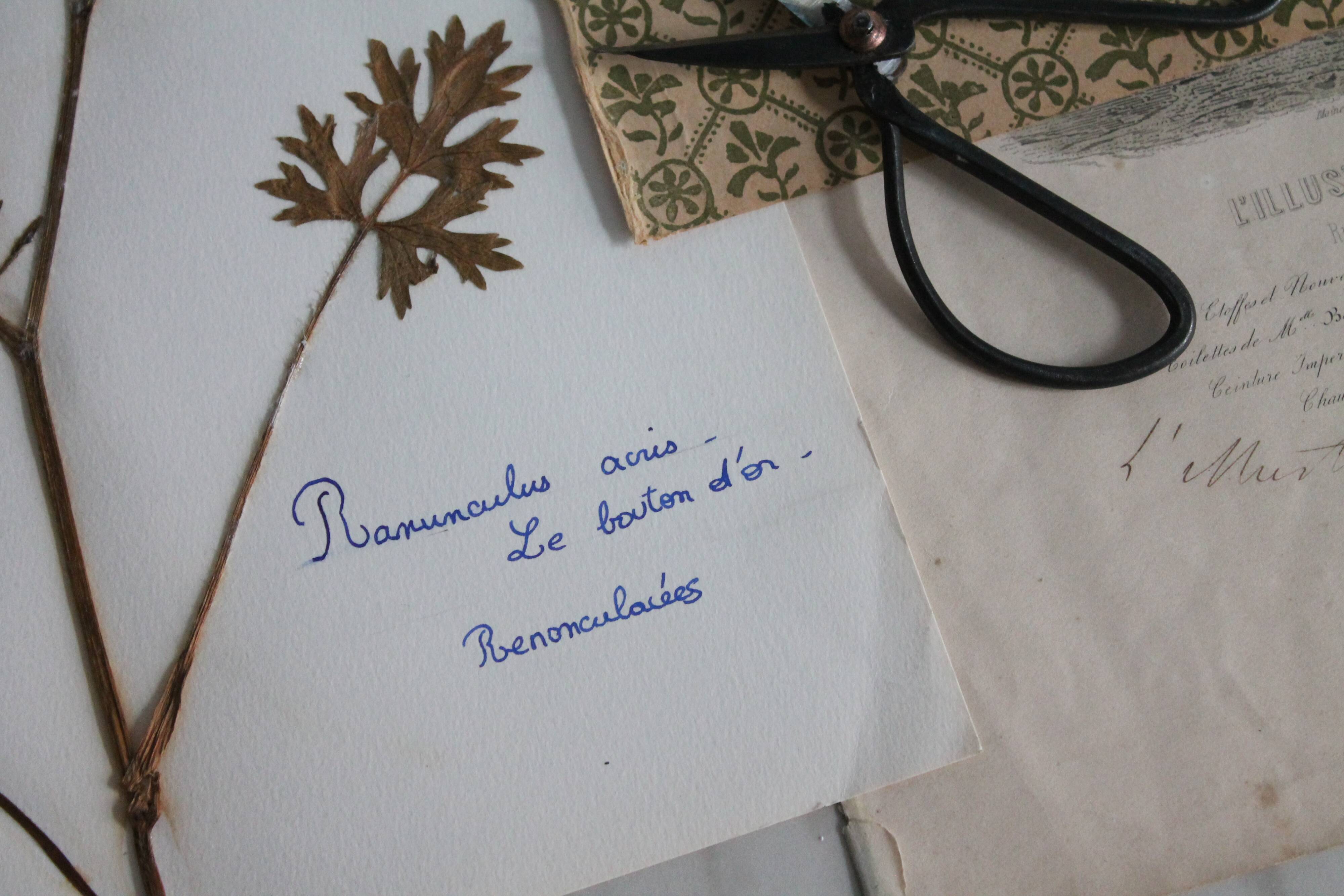 Old French botanical plate – Pressed plant (Buttercup) Format
