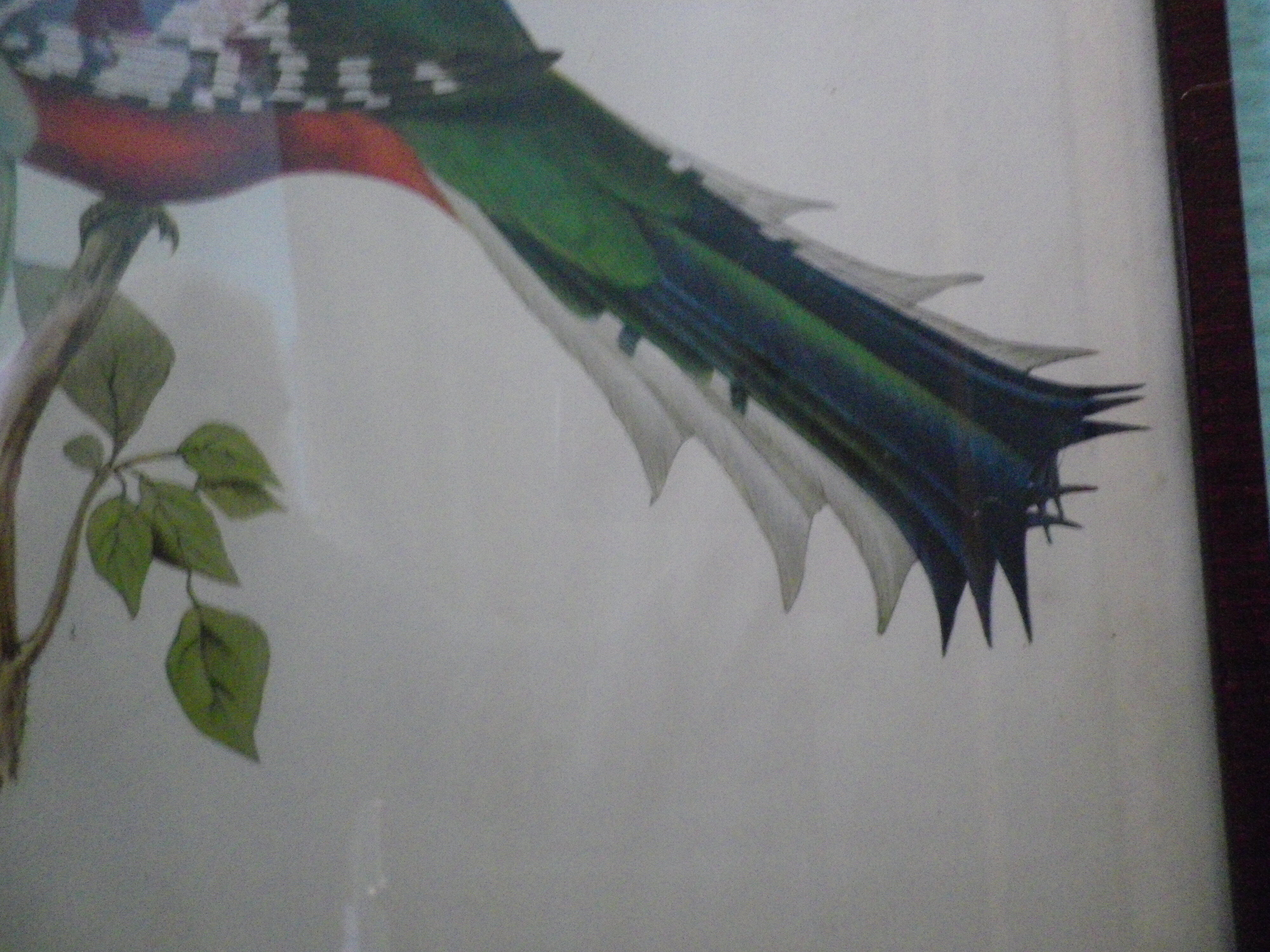 Printed "trogon temnurus" by J- E. Gould 1804-1881 printed by c.hullmandel (1789/1850)