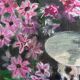 Summer Profusion Painting