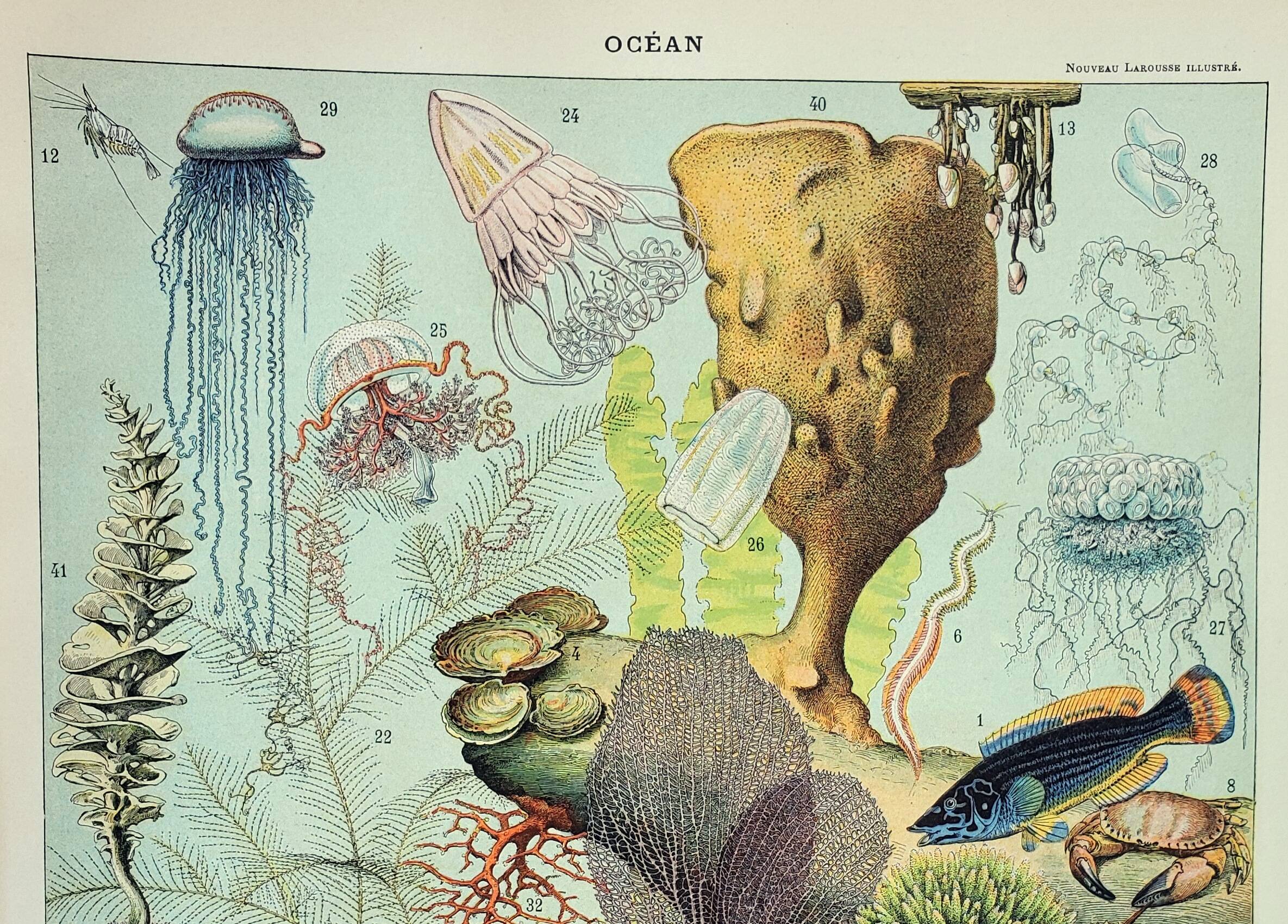 Antique engraving 1898, Ocean (fauna and flora), fish • Lithograph, original illustration°