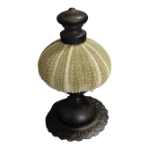 Cabinet of Curiosities green sea urchin psammechinus miliaris on pedestal