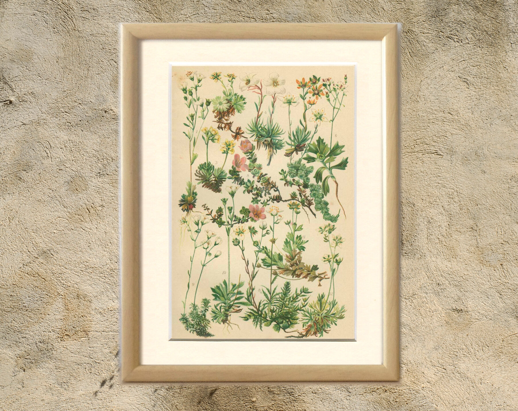 Botanical Plate 1906: saxifrage of the Alps (14)