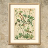 Botanical Plate 1906: saxifrage of the Alps (14)