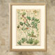 Botanical Plate 1906: saxifrage of the Alps (14)