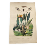 Old engraving from 1838 -Strelitzie- Zoological and botanical hand-colored plate. Original.
